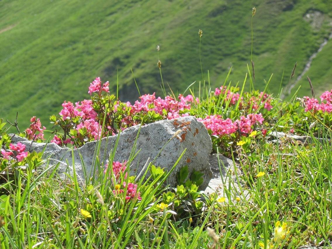 Landhaus Riesneralm Donnersbachwald Bagian luar foto